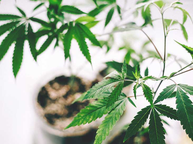 Top 10 Benefits of CBD Oil