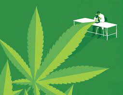 CBD Research: What Science Knows About CBD