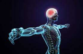 WHAT IS THE ENDOCANNABINOID SYSTEM?