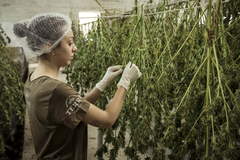Hemp Uses: What is Hemp Used For?